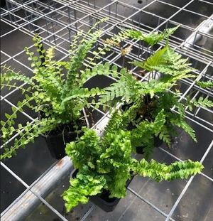 3" Fern Assortment
